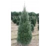 Пихта белая Пирамидалис (Abies alba "Pyramidalis") С 5